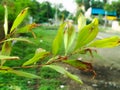 Green leaves closeup view with blur background Royalty Free Stock Photo