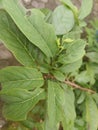 Green leaves closeup view in india Royalty Free Stock Photo