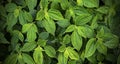 Green leaves closeup view making a eco friendly background Royalty Free Stock Photo