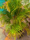 Green leaves closeup view with plant container Royalty Free Stock Photo