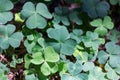 Green leaves of clover in the forest close up Royalty Free Stock Photo