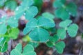 Green leaves of clover in the forest close up Royalty Free Stock Photo