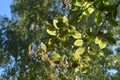 Green leaves of cobaea on the background of trees are lit by the sun