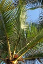 The green leaves of the coconut palm against the blue sky