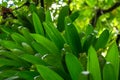 Green leaves of the Coconut tree, Guadeloupe Royalty Free Stock Photo