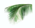 Green leaves of coconut tree isolated on white background. Royalty Free Stock Photo