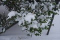 Green leaves of boxwood covered with snow in January