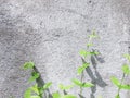 Green leaves on concrete wall, Green plant with brick wall background