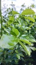 green leaves with cool morning dew