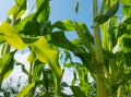 green leaves of corn on blue sky background