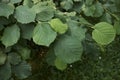 Textured foliage of Corylus avellana Royalty Free Stock Photo