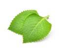 Green Leaves Country Borage,Indian Borage,Coleus Royalty Free Stock Photo