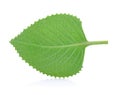 Green Leaves Country Borage,Indian Borage,Coleus amboinicus Lour Plectranthus amboinicus Royalty Free Stock Photo