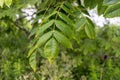 Green leaves - covered in dewdrops - close-up view - natural setting - fresh and vibrant atmosphere Royalty Free Stock Photo