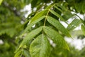 Green leaves - covered in dewdrops - close-up view - natural setting - fresh and vibrant atmosphere Royalty Free Stock Photo