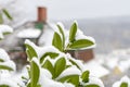 Green leaves are covered with the first snow on the background of a country house with a chimney. Snowfall and high precipitation