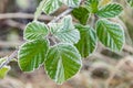 Green leaves are covered with frost in early morning. First autumn frosts, cooling with change of season Royalty Free Stock Photo