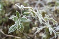 Green leaves are covered with frost in early morning. First autumn frosts, cooling with change of season Royalty Free Stock Photo