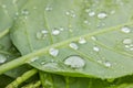 Green Leaves Covered With Multiple Water Droplets Royalty Free Stock Photo