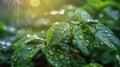 Green Leaves Covered in Water Drops Royalty Free Stock Photo