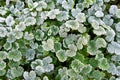 Green leaves covered with white hoar frost and ice crystal formation Royalty Free Stock Photo