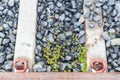 green leaves creep on stones