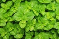 Green Leaves of Creeping Charlie Plant as Natural Pattern Background Royalty Free Stock Photo