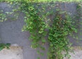 Green leaves creeping on the wall