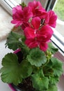 Green leaves, crimson pink indoor flower, geranium, pelargonium, original picture, for a postcard