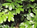 Green Leaves In Crookham, Northumberland UK