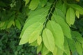 Green leaves of custard apple tree