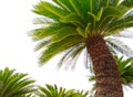 Green leaves of cycad plam tree plant isolated white background