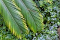 Green leaves of Cycas Tree Japan with yellow tips, background with leaf of ivy Royalty Free Stock Photo
