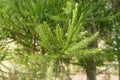 Green leaves of Dacrydium elatum Roxb. Wall. ex Hook. Royalty Free Stock Photo