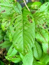 Green leaves that are damaged blemished by pests Royalty Free Stock Photo