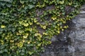 Green leaves on a dark background. Climbing plant ivy on a rocky surface Royalty Free Stock Photo