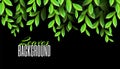 Green leaves on a dark background. Greenery, branch, forest Natural realistic leaf. Abstract design element. Vector Royalty Free Stock Photo