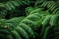 Green leaves on dark background, nature summer forest plant concept