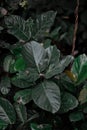 Green leaves with dark color