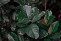 Green leaves with dark color