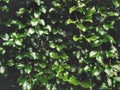 Green leaves on the dark light background,