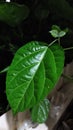 Green leaves with a dark theme and incandescent lighting