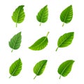 Green leaves decorative set Royalty Free Stock Photo