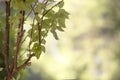 Green leaves in a defocussed background