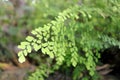 Green leaves of Adiantum raddianum or Maidenhair Fern.