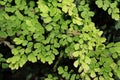Green leaves of delta maidenhair fern.