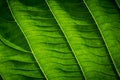 Green leaves with detailed lines