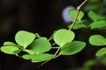 Green leaves with dew drops Beautiful and natural in the forest, looking and refreshing Royalty Free Stock Photo