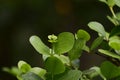 Green leaves with dew drops Beautiful and natural in the forest, looking and refreshing Royalty Free Stock Photo