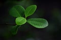 Green leaves with dew drops Beautiful and natural in the forest, looking and refreshing Royalty Free Stock Photo